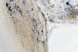 Professional Mold Removal in Niagara Falls, NY